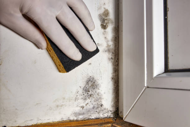 Best Biohazard Mold Removal  in USA